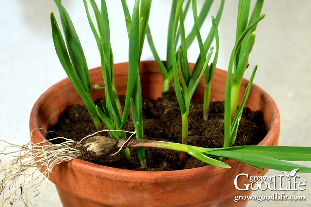 Kihajtott fokhagyma ültetése: Mit tegyünk, ha a fokhagyma növekedésnek indul? 1 Kihajtott fokhagyma ültetése: Mit tegyünk, ha a fokhagyma növekedésnek indul?