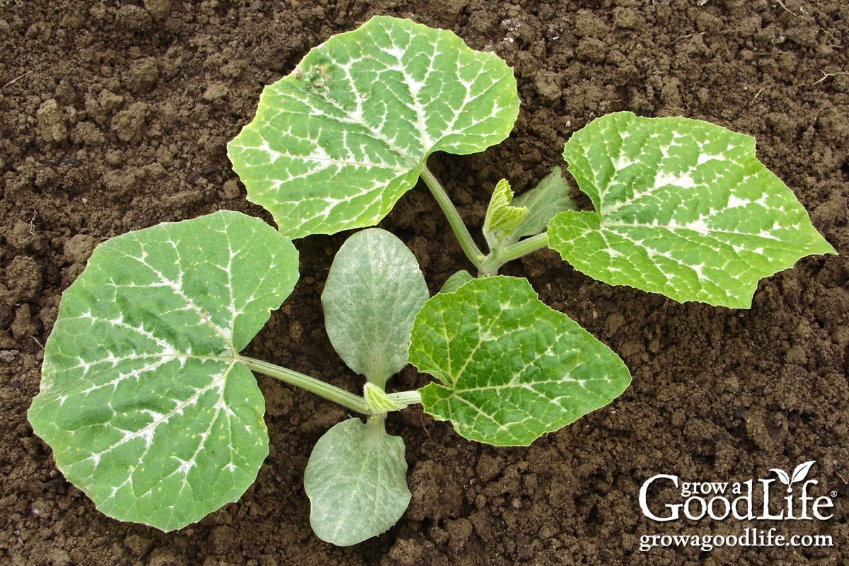 Magok, amiket az utolsó fagy után közvetlenül elvethetünk