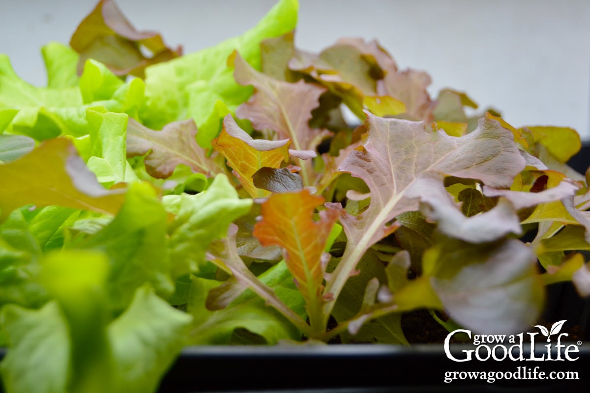 Magok, amiket 2-4 héttel az utolsó fagy előtt érdemes elültetni otthon