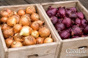 Hagyma tartósítása: tárolás, fagyasztás, szárítás egyszerűen